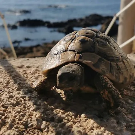 Pieds Dans L'eau - La Crique Aux Tortues