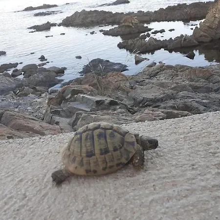Pieds Dans L'eau - La Crique Aux Tortues * Zonza
