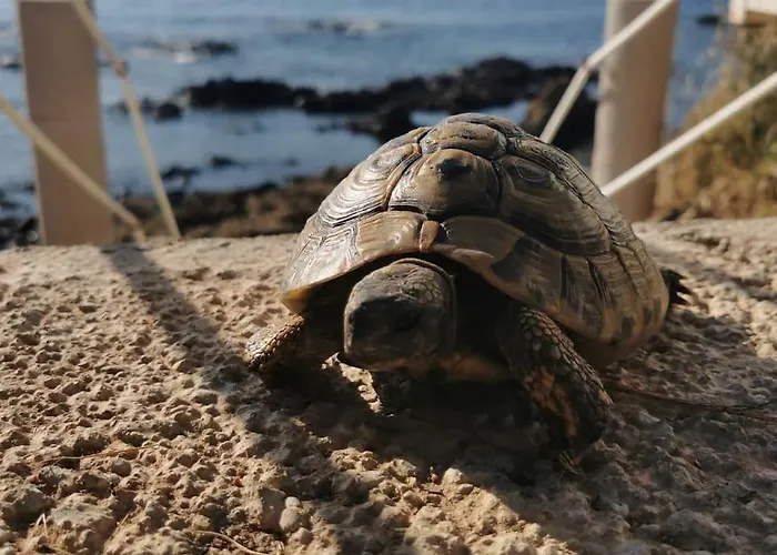Pieds Dans L'eau - La Crique Aux Tortues