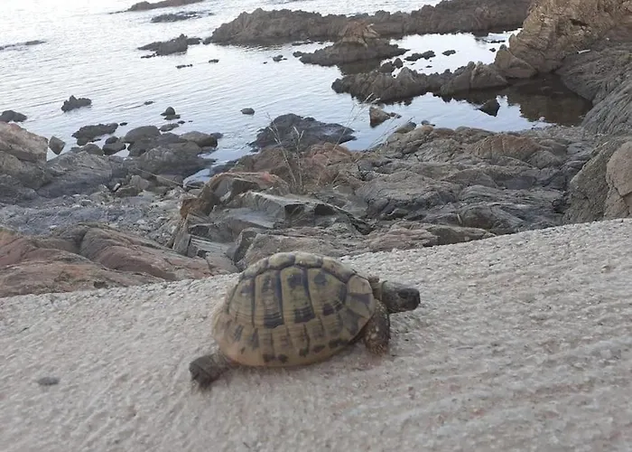 Pieds Dans L'eau - La Crique Aux Tortues * Zonza